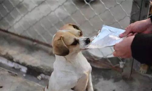 爆料救助狗狗视频,携手行动传递爱心