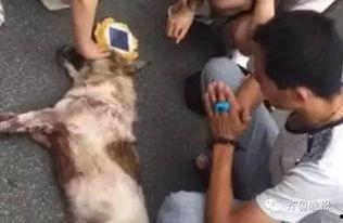 爆料救助狗狗视频,携手行动传递爱心 第3张 爆料救助狗狗视频,携手行动传递爱心 第3张