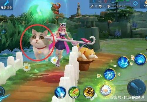 大乔猫狗爆料视频,揭秘娱乐圈幕后故事  第3张