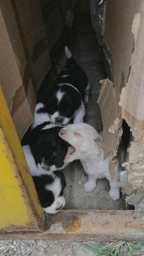 狗崽爆料视频大全,揭秘娱乐圈幕后真相