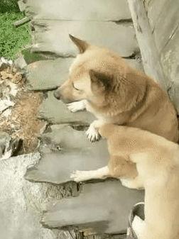 狗崽爆料视频大全,揭秘娱乐圈幕后真相 第2张 狗崽爆料视频大全,揭秘娱乐圈幕后真相 第2张