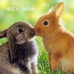 兔子狮子爆料视频播放下载,热门播放下载背后的故事揭秘