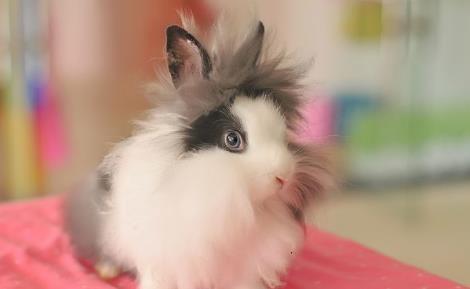 兔子狮子爆料视频播放下载,热门播放下载背后的故事揭秘 第3张 兔子狮子爆料视频播放下载,热门播放下载背后的故事揭秘 第3张