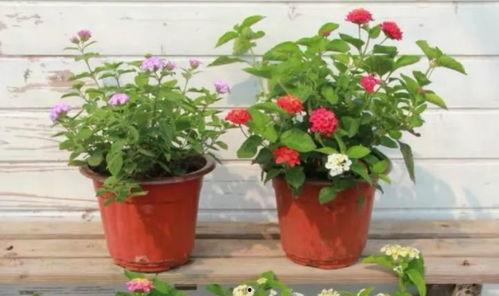 汕头记者爆料新闻视频最新,揭秘事件背后惊人真相 第3张 汕头记者爆料新闻视频最新,揭秘事件背后惊人真相 第3张