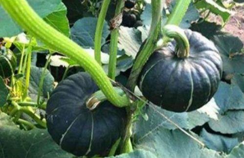 03年吃瓜小网红智淼,从网络红人到时代见证者 第2张 03年吃瓜小网红智淼,从网络红人到时代见证者 第2张