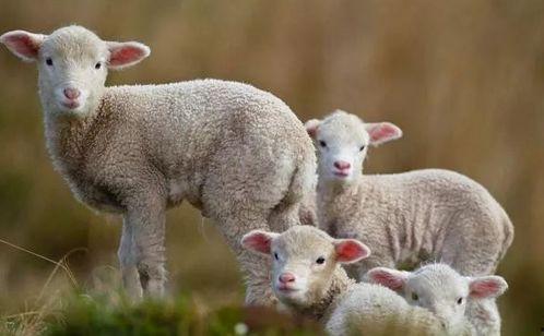 小羊羊爆料最新内容图片,最新内容图片大揭秘！  第2张