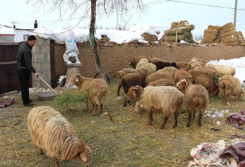 小羊羊爆料最新内容图片,最新内容图片大揭秘！  第3张