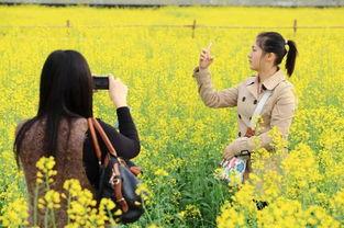 在线观看油菜花香,一场视觉与情感的田园盛宴