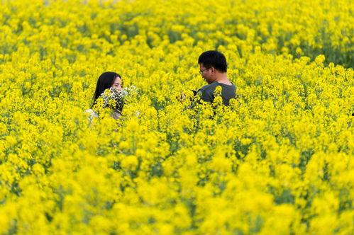 在线观看油菜花香,一场视觉与情感的田园盛宴  第2张