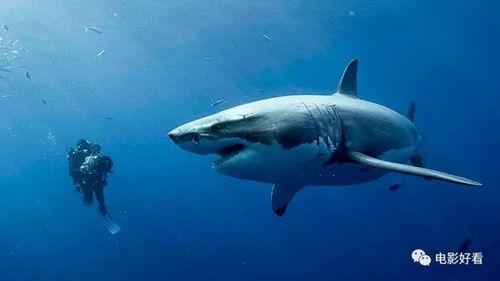 海鲨在线观看,深海探险的惊悚之旅  第3张