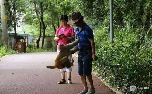 男子爆料旅游景点视频,揭秘真实背后的乱象