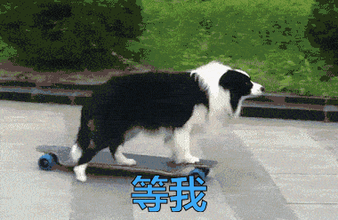 叶枫爆料边牧视频,网友直呼可爱爆表！