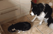 叶枫爆料边牧视频,网友直呼可爱爆表! 第2张 叶枫爆料边牧视频,网友直呼可爱爆表! 第2张