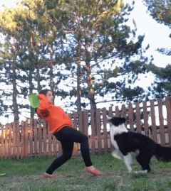 叶枫爆料边牧视频,网友直呼可爱爆表! 第3张 叶枫爆料边牧视频,网友直呼可爱爆表! 第3张