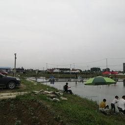 爆料如皋钓鱼视频,揭秘当地渔民的悠闲生活