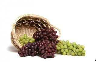 娱乐吃瓜酱吃葡萄,娱乐吃瓜酱带你品味葡萄的甜蜜与酸涩 第2张 娱乐吃瓜酱吃葡萄,娱乐吃瓜酱带你品味葡萄的甜蜜与酸涩 第2张