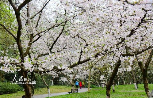 杭州樱花爆料事件视频最新,真相与争议交织  第3张