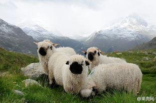 小羊最新爆料,揭秘娱乐圈幕后真相  第3张