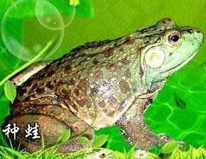 牛蛙饲养爆料视频教程下载,视频教程带你轻松入门