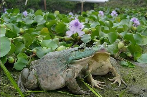 牛蛙饲养爆料视频教程下载,视频教程带你轻松入门  第3张