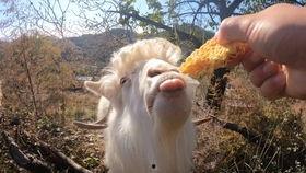 百万网红小羊吃瓜是真的吗,真相还是炒作？  第2张