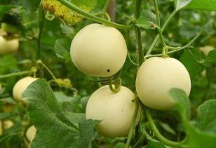 甜瓜游乐场最新爆料汽车,全新概念汽车震撼亮相