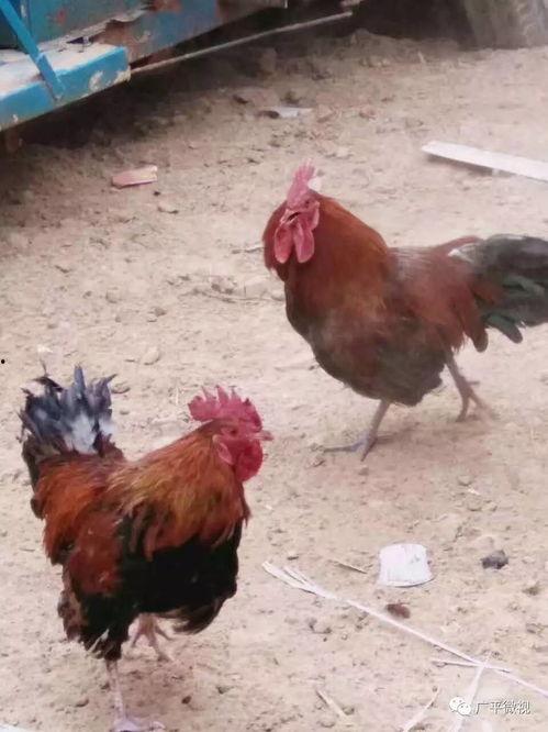 热门爆料公鸡打架视频大全,热门打架视频大全回顾 第2张 热门爆料公鸡打架视频大全,热门打架视频大全回顾 第2张