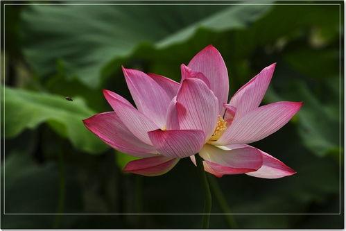 荷花在线观看,一场视觉与心灵的盛宴