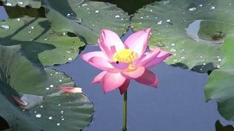 荷花在线观看,一场视觉与心灵的盛宴 第2张 荷花在线观看,一场视觉与心灵的盛宴 第2张