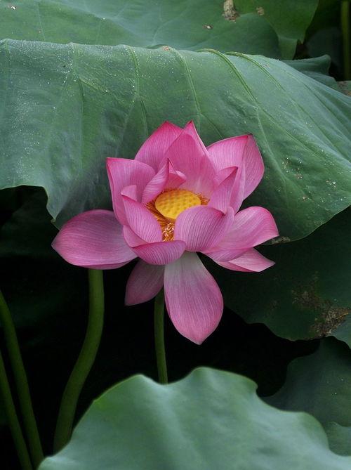 荷花在线观看,一场视觉与心灵的盛宴 第3张 荷花在线观看,一场视觉与心灵的盛宴 第3张