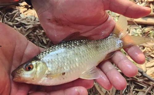 薯鱼大爆料完整视频,揭秘视频背后的惊人真相与幕后故事 第3张 薯鱼大爆料完整视频,揭秘视频背后的惊人真相与幕后故事 第3张