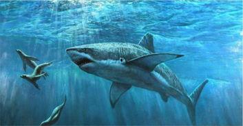 媒体爆料鲨鱼视频大全下载,鲨鱼视频大全下载全攻略 第2张 媒体爆料鲨鱼视频大全下载,鲨鱼视频大全下载全攻略 第2张