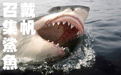 媒体爆料鲨鱼视频大全下载,鲨鱼视频大全下载全攻略 第3张 媒体爆料鲨鱼视频大全下载,鲨鱼视频大全下载全攻略 第3张