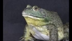 牛蛙爆料视频完整版,背后惊人真相大曝光 第2张 牛蛙爆料视频完整版,背后惊人真相大曝光 第2张