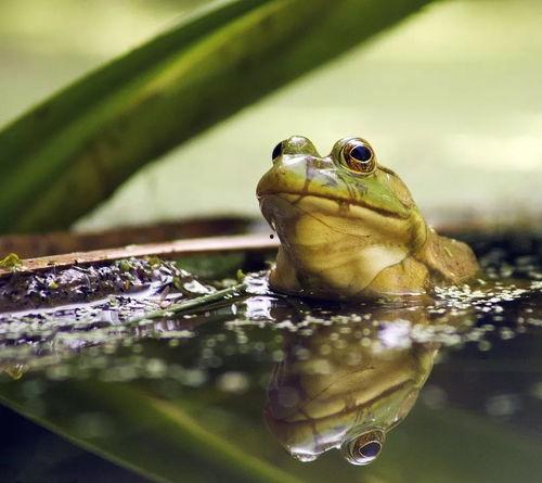 牛蛙爆料视频完整版,背后惊人真相大曝光 第3张 牛蛙爆料视频完整版,背后惊人真相大曝光 第3张