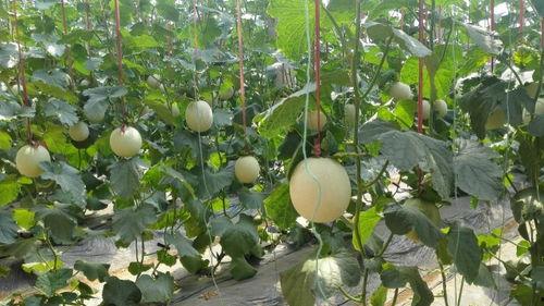 免费吃瓜入口在哪里看,带你轻松解锁美食盛宴 第3张 免费吃瓜入口在哪里看,带你轻松解锁美食盛宴 第3张