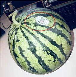 男性网红吃瓜,男性网红大秀“吃货”风采