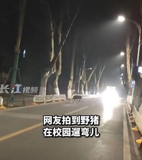 凤凰最新爆料视频,最新爆料视频深度解析 第3张 凤凰最新爆料视频,最新爆料视频深度解析 第3张