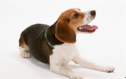 记者爆料快狗事件视频,记者揭露惊人真相 第2张 记者爆料快狗事件视频,记者揭露惊人真相 第2张